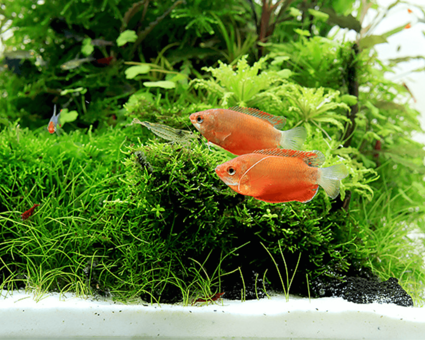 How to Build a Peaceful Planted Community Tank Without Sacrificing Your Shrimp